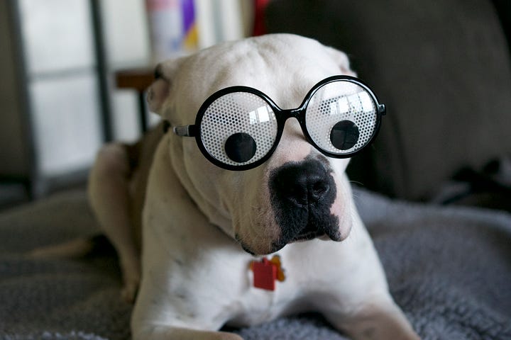 Dob with glasses
